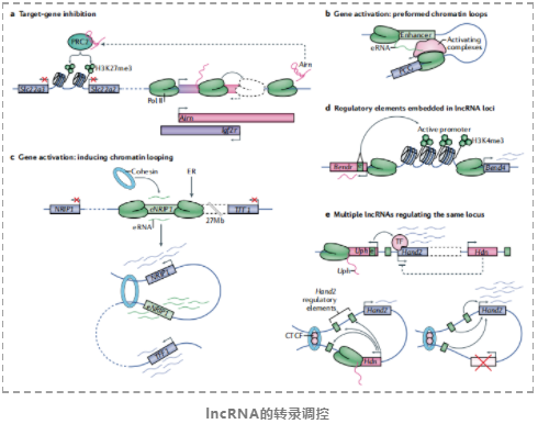 lncRNAs的基因调控及其生物学功能-6.png