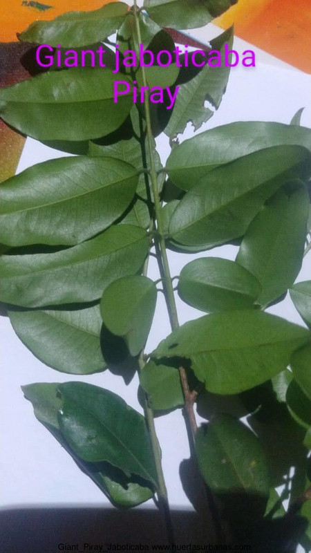 Huertasurbanas_com-IMG-20211018-WA0140_2.jpg-20211018_202645Giant_Piray_Jaboticaba