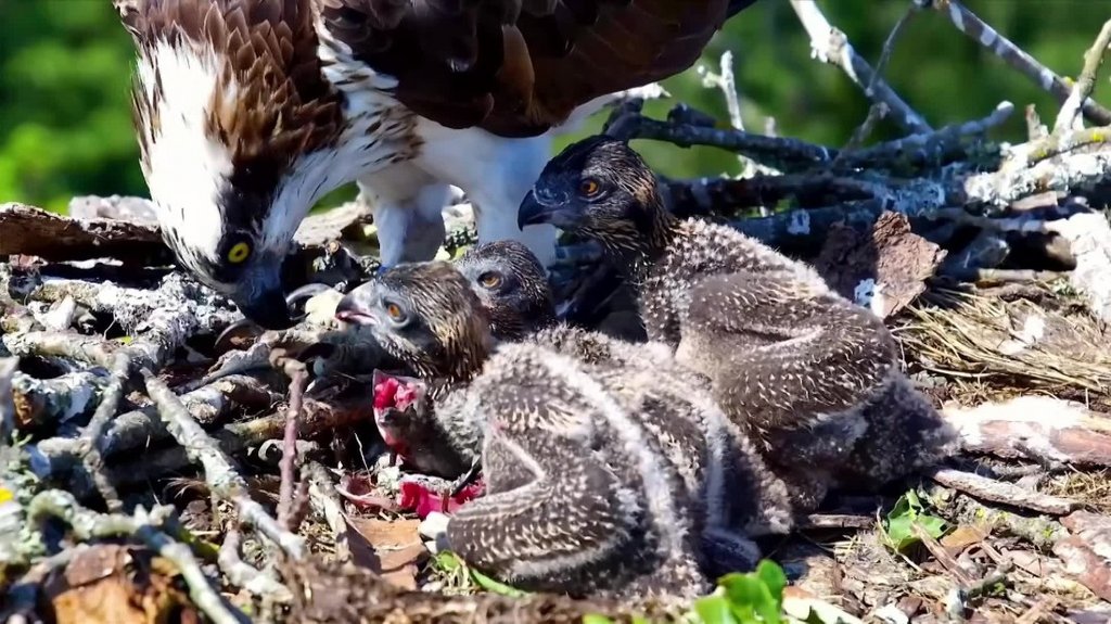 [Image: tig2fw2xn87a.jpg]