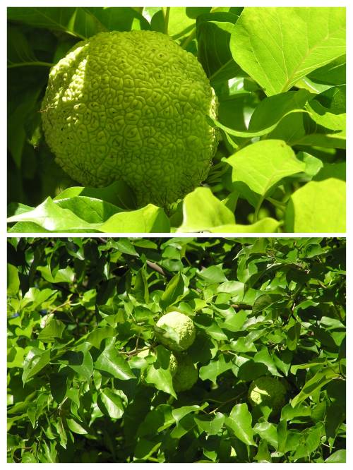 KUPALI-TE-6-06092006