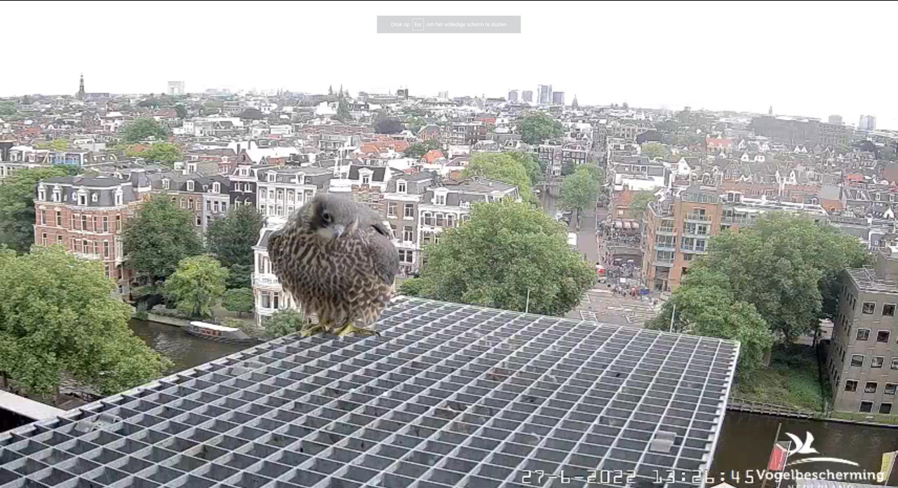 Amsterdam/Rijksmuseum screenshots © Beleef de Lente/Vogelbescherming Nederland - Pagina 33 Video-2022-06-27-132839-Moment
