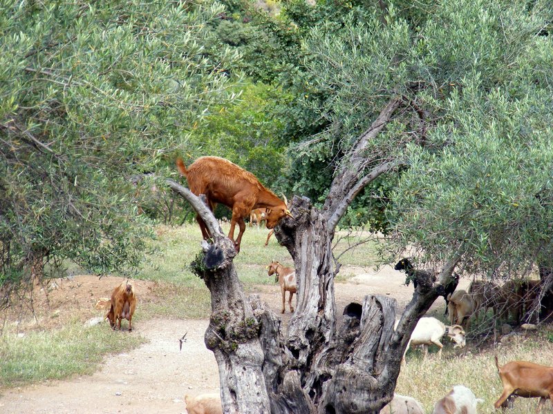 goats.jpg