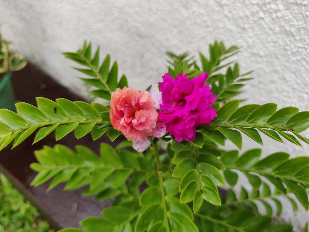 IMG-20181208-091041.jpg