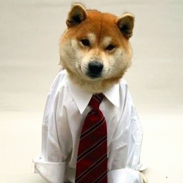 dogwiftie