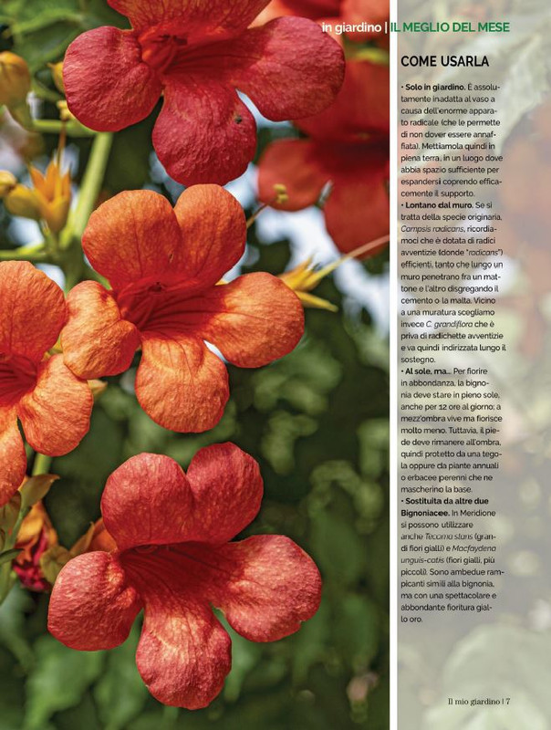 Il Mio Giar Lug-Ago 2021 (2)