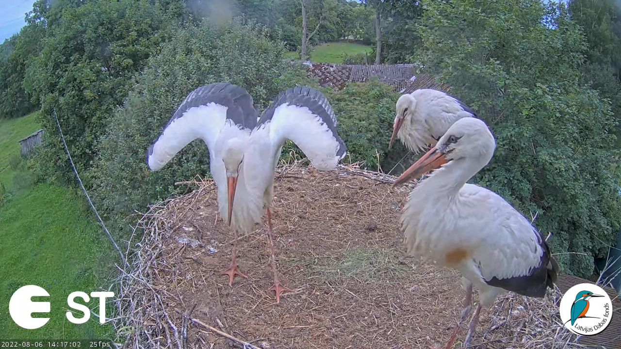 Baltie stārķi (Ciconia ciconia) Tukuma novadā - LDF tiešraide __ White storks in Tukums, Latvia 16-1