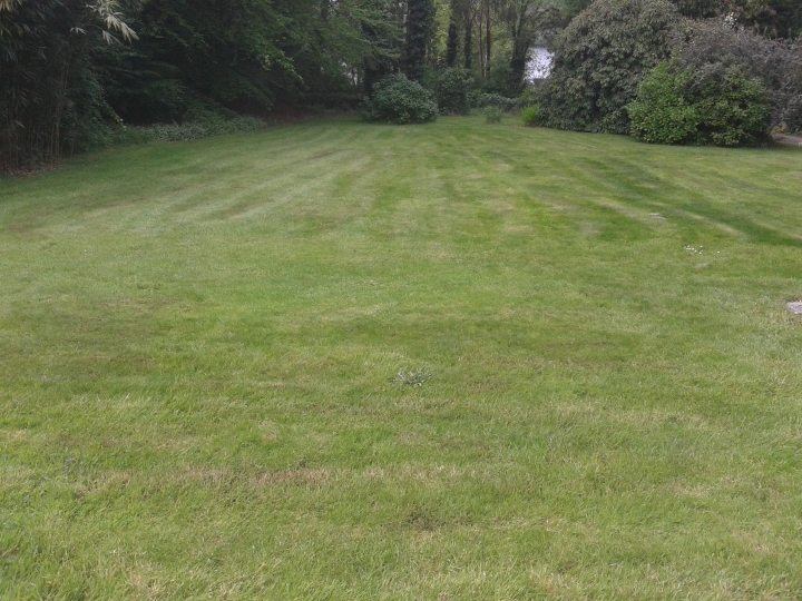 lawn-before.jpg