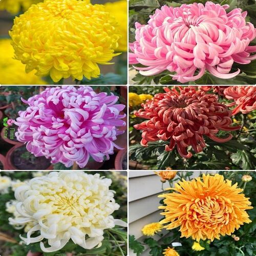 Chrysanthemum mix 2