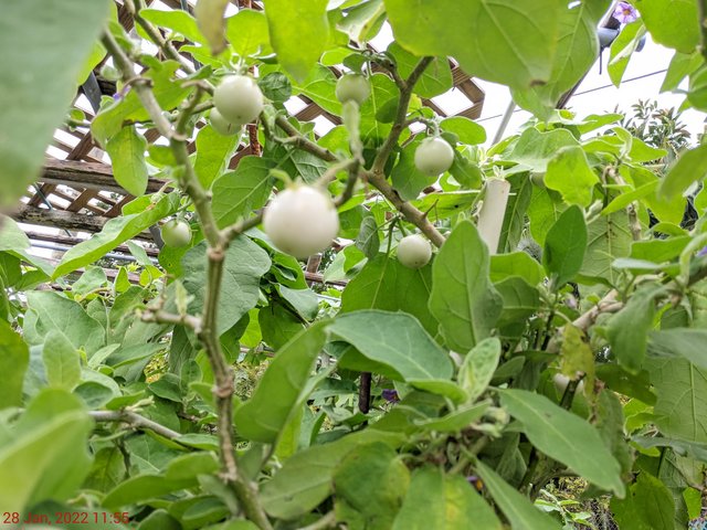 [Image: PXL-20220128-165506812.jpg]