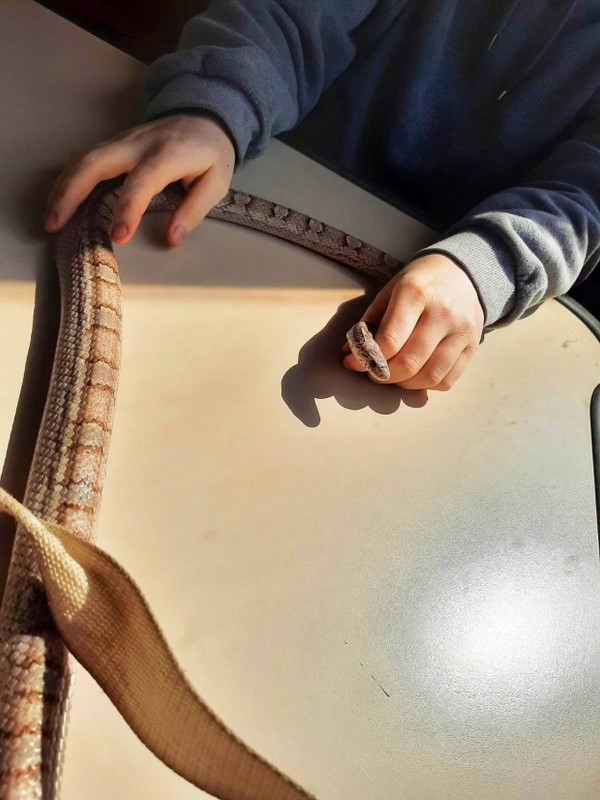 Serpiente genera pánico al escapar de su dueña en un tren repleto de gente