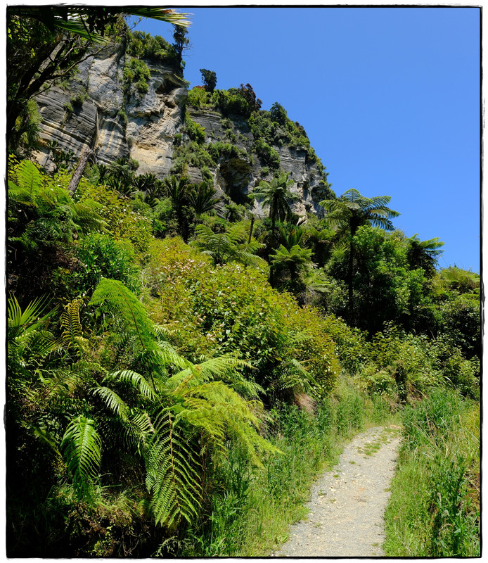 Paparoa NP: Paparoa Track (diciembre 2024) - Escapadas y rutas por la Nueva Zelanda menos conocida (53)