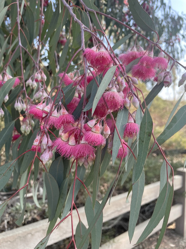 4011-F739-618-B-47-BB-986-F-EAA391-ED9-AB3-1-105-c