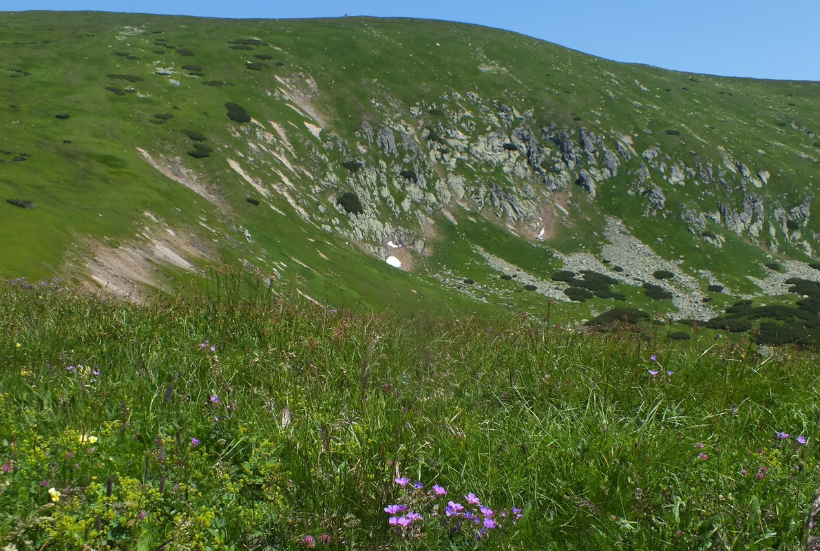 2019_0630DUMBIER0054