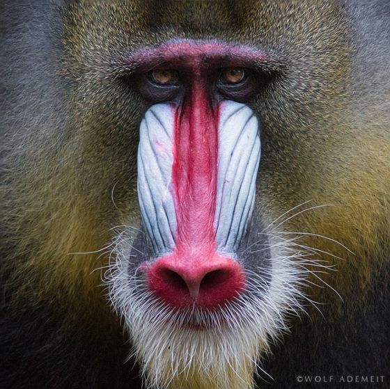 Red nose Monkey.