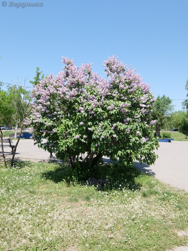 DSCF6247