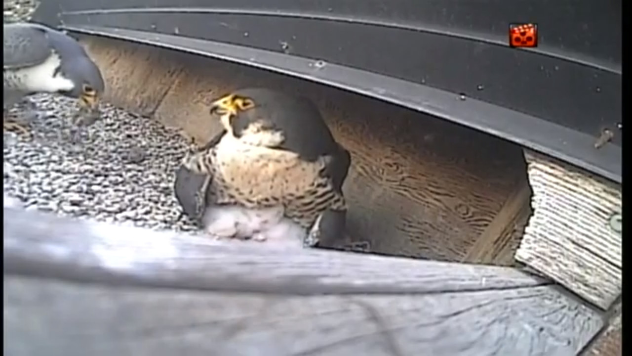 capture_31052020_130455