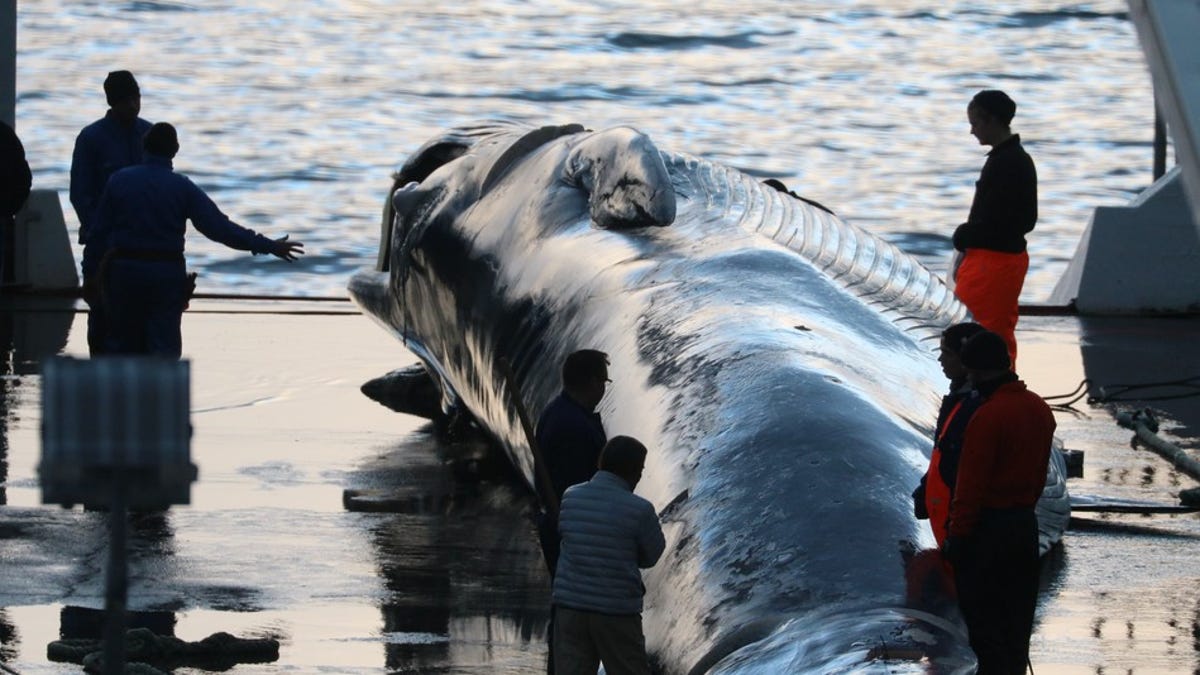 Islandia prevé poner fin a la caza de ballenas a partir del año 2024