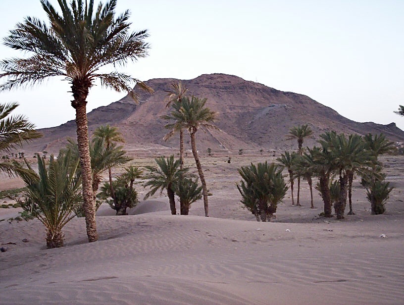 El palmeral de Fezouata : Tamegroute y la Zaouia Naciriya - El Valle del Drâa, la gran arteria del sur de Marruecos (34)