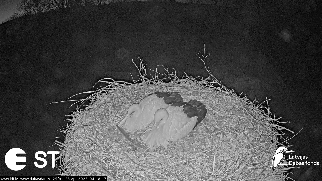 (26) Baltie stārķi (Ciconia ciconia) Tukuma novadā __ White storks in Tukums, Latvia - YouTube - 143