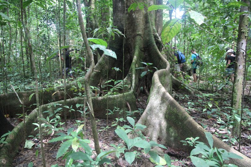 DIA 13: EXCURSIÓN DE UN DÍA A CORCOVADO - DE TORTUGAS Y PEREZOSOS. COSTA RICA 2019 (33)