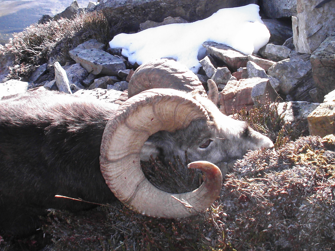 2010 my sheep closeup