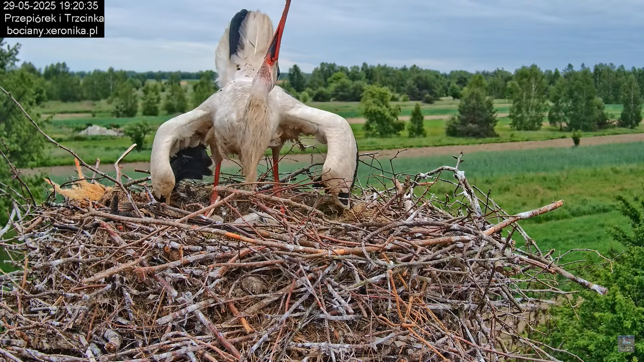 29052025bociany32