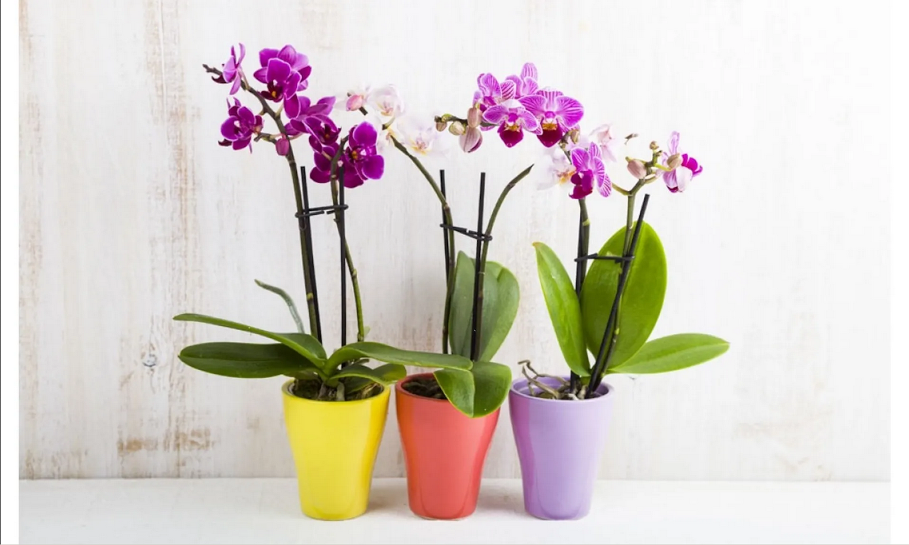 ¿Cuántas veces al año florecen las orquídeas?