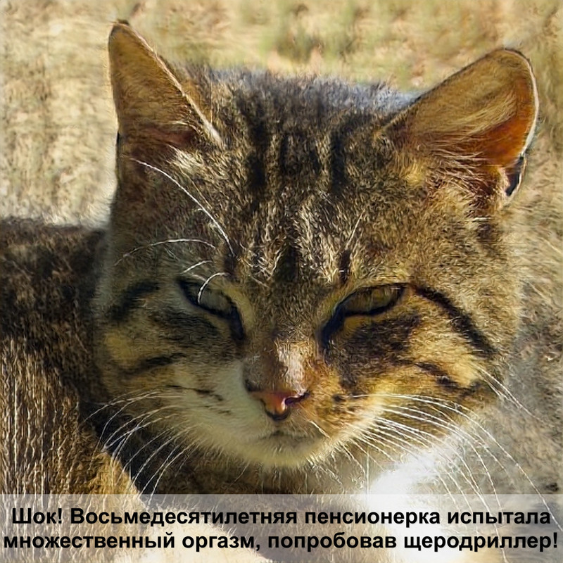 шотландская белая кошка