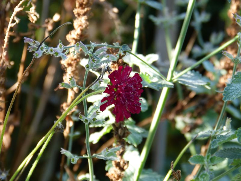 2014-11-01 Novemberblüten 8