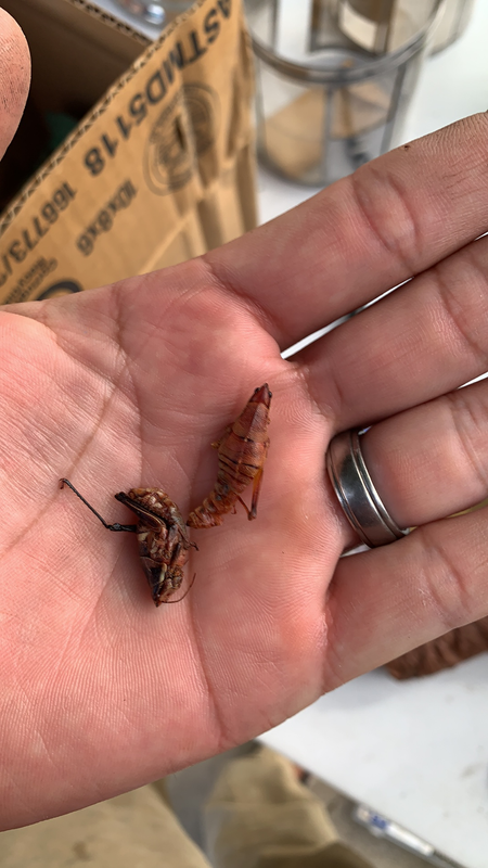 629868D2-9197-48EA-B724-0806A002938C