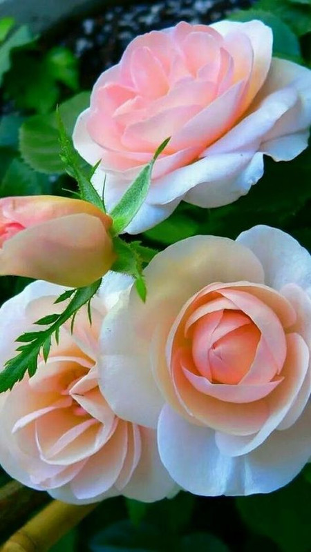 ٢٠٢١٠٦٠٣_٠٥٠٤٥٠