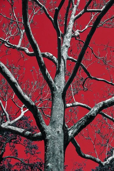 arbre arbre