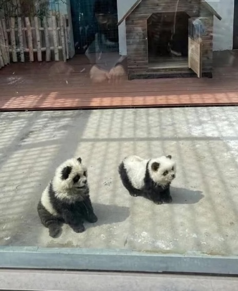 2024-chow-chows-spitz-type-81331848