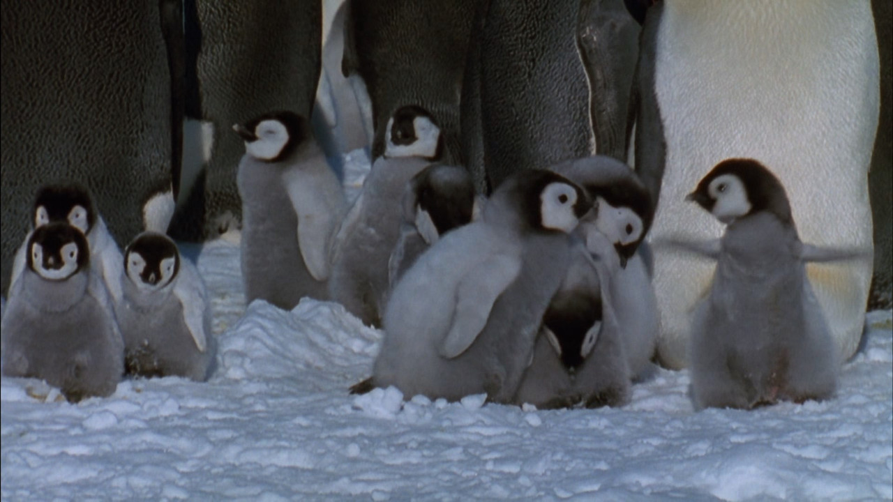 March of the Penguins (2005) (1080p BluRay x265 Silence)-6