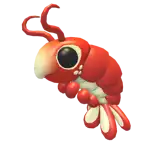 Emperor Shrimp