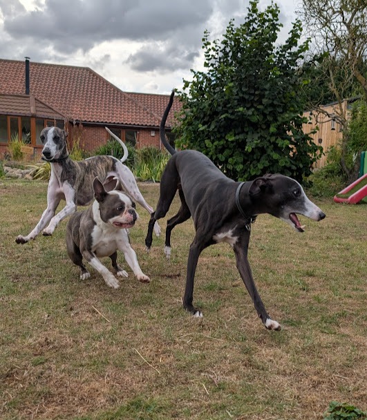 Dogs playing