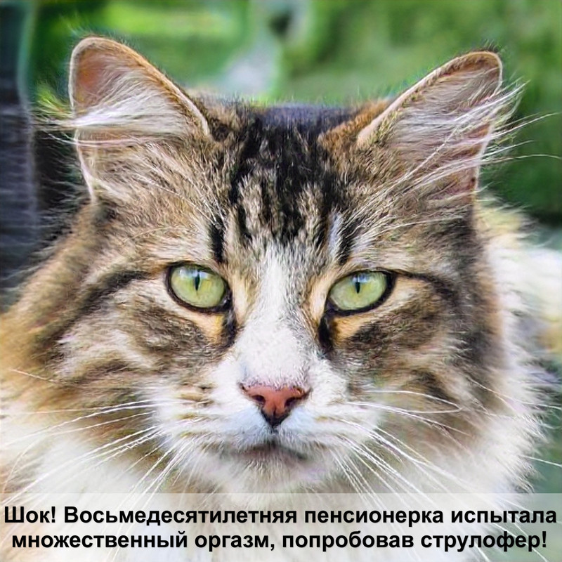 персидская кошка окрас шиншилла