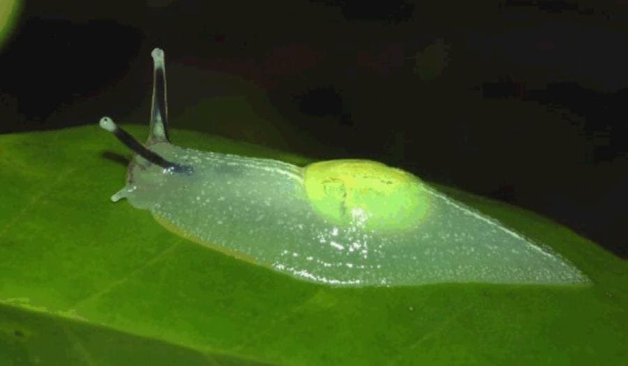Прозрачный слизень Gaeotis flavolineata Прозрачный слизень Gaeotis flavolineata