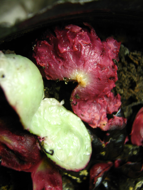 jaboticaba_fruits_skin-20140829T141406