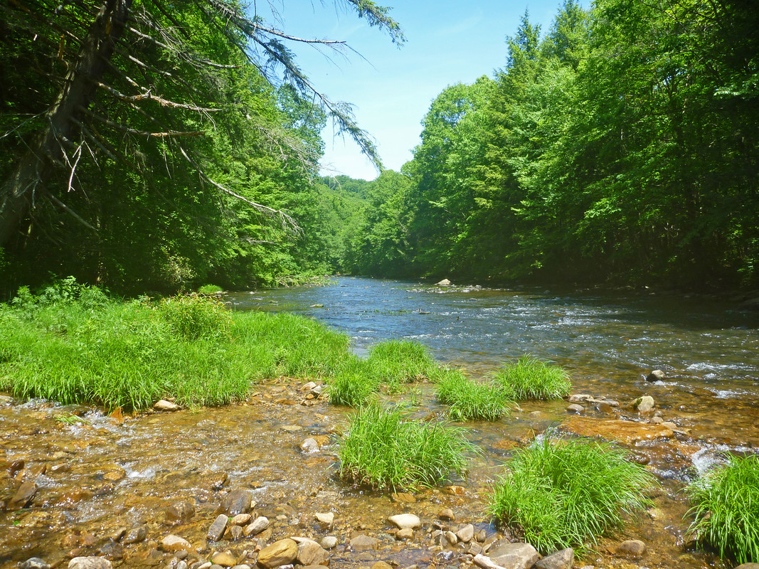 2024-06-01 Laurel Hill Creek 2