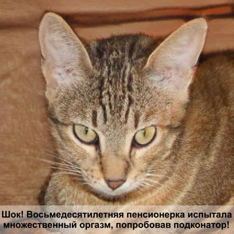 как сделать домик для кошки своими руками