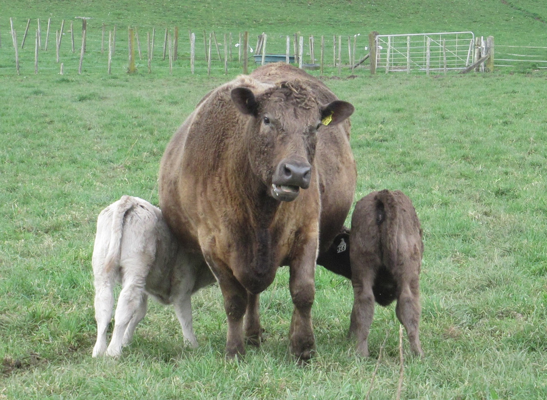 IMG_2453 twins 516 and 517