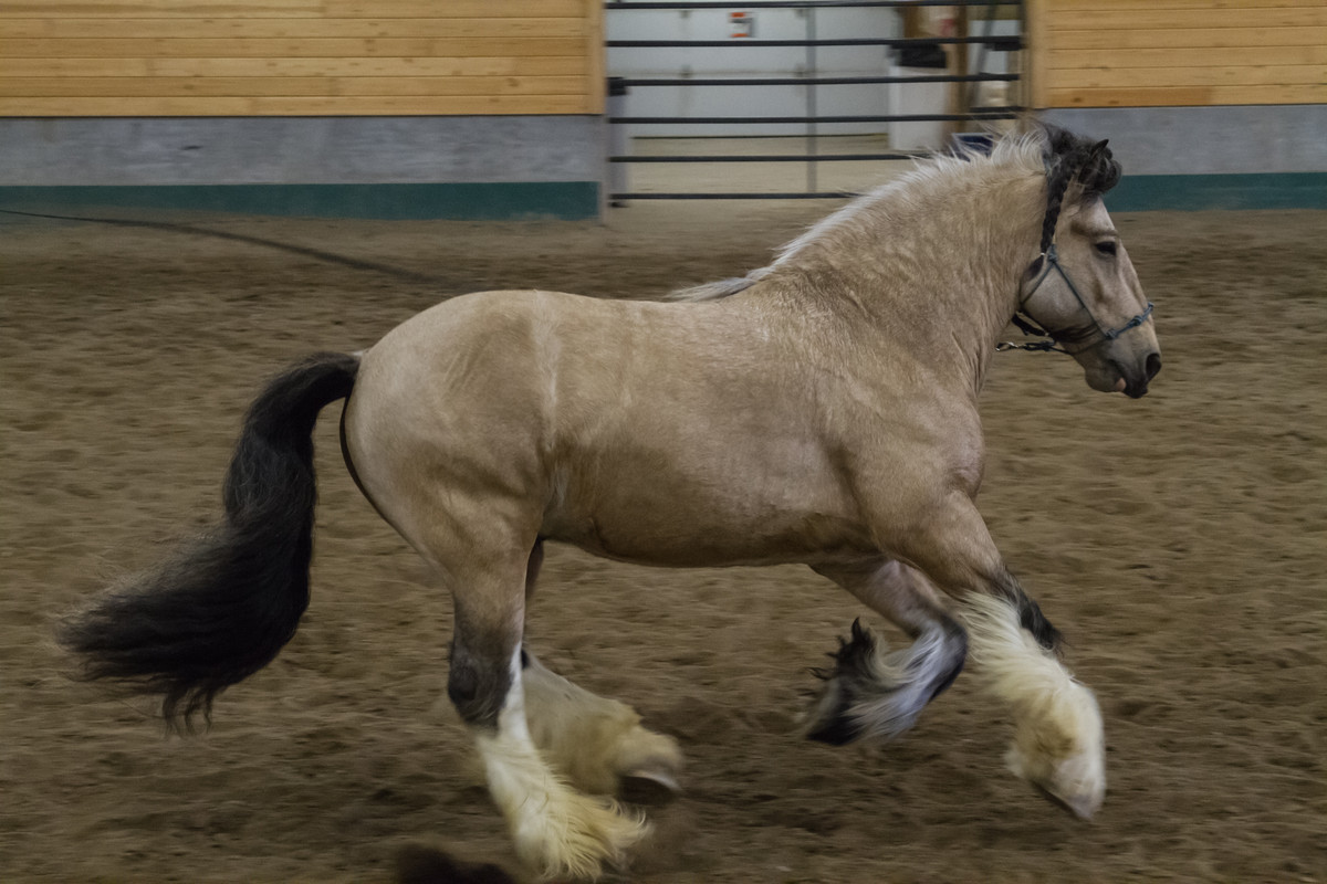 gypsy-vanner-6-by-castlegraphics-dbarxof.jpg