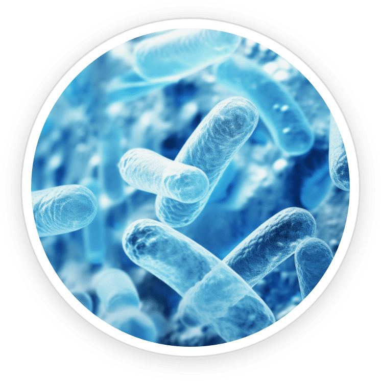 Lactobacillus Paracasei ingredient artwork