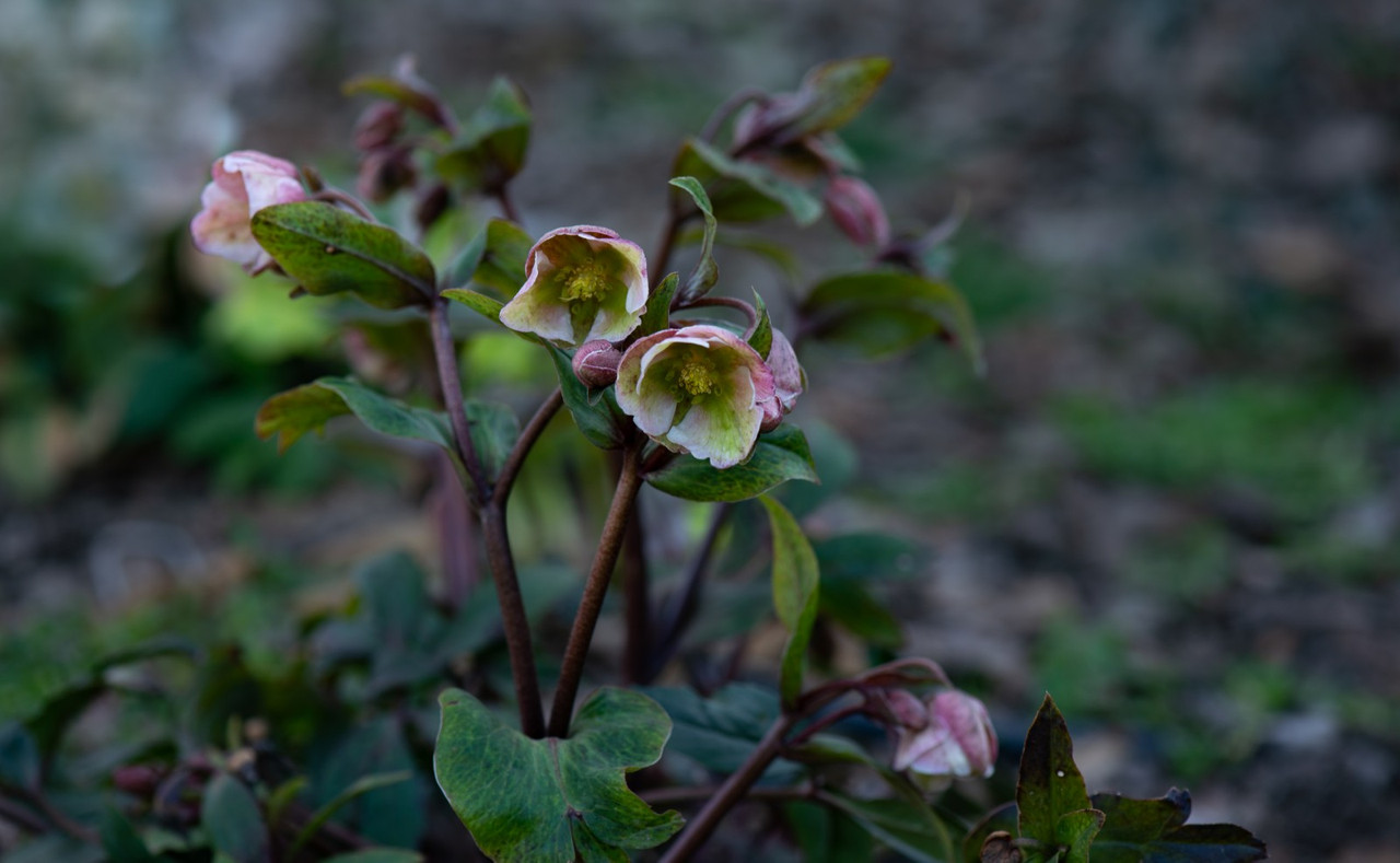 IMG-139bfdddc2fe697698d6509aab7d2765-V