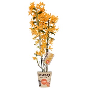 [Image: ORCHIDEE-Bamboo-Orchid-Dendrobium-Bloomin-Orange.jpg]