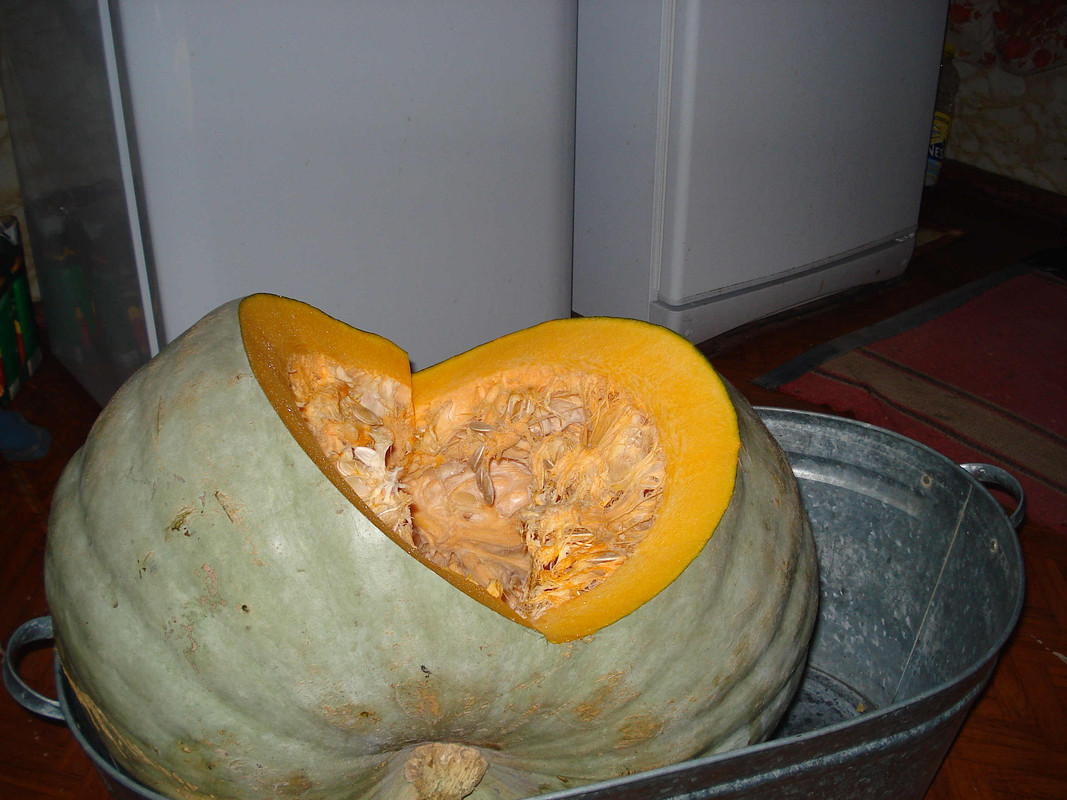 2016.09.13-Тыквы-3