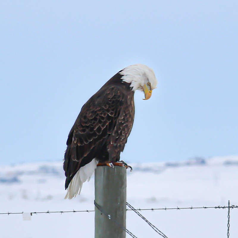 thumbnail_Eagle--edited