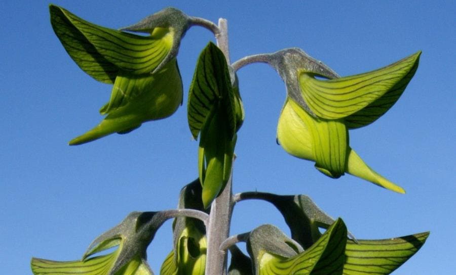 Интересные факты про Зелёный цветок колибри - удивительная Crotalaria cunninghamii Интересные факты про Зелёный цветок колибри - удивительная Crotalaria cunninghamii
