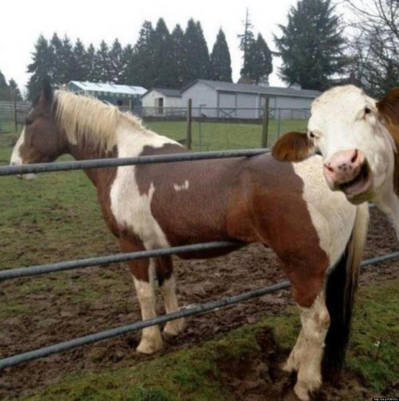 o-CAPTION-CONTEST-facebook